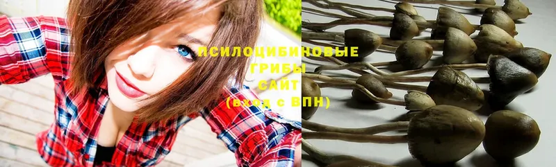 Галлюциногенные грибы Psilocybe  где можно купить наркотик  дарк нет формула  Комсомольск-на-Амуре 